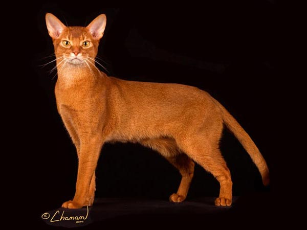 Abyssinian Picture