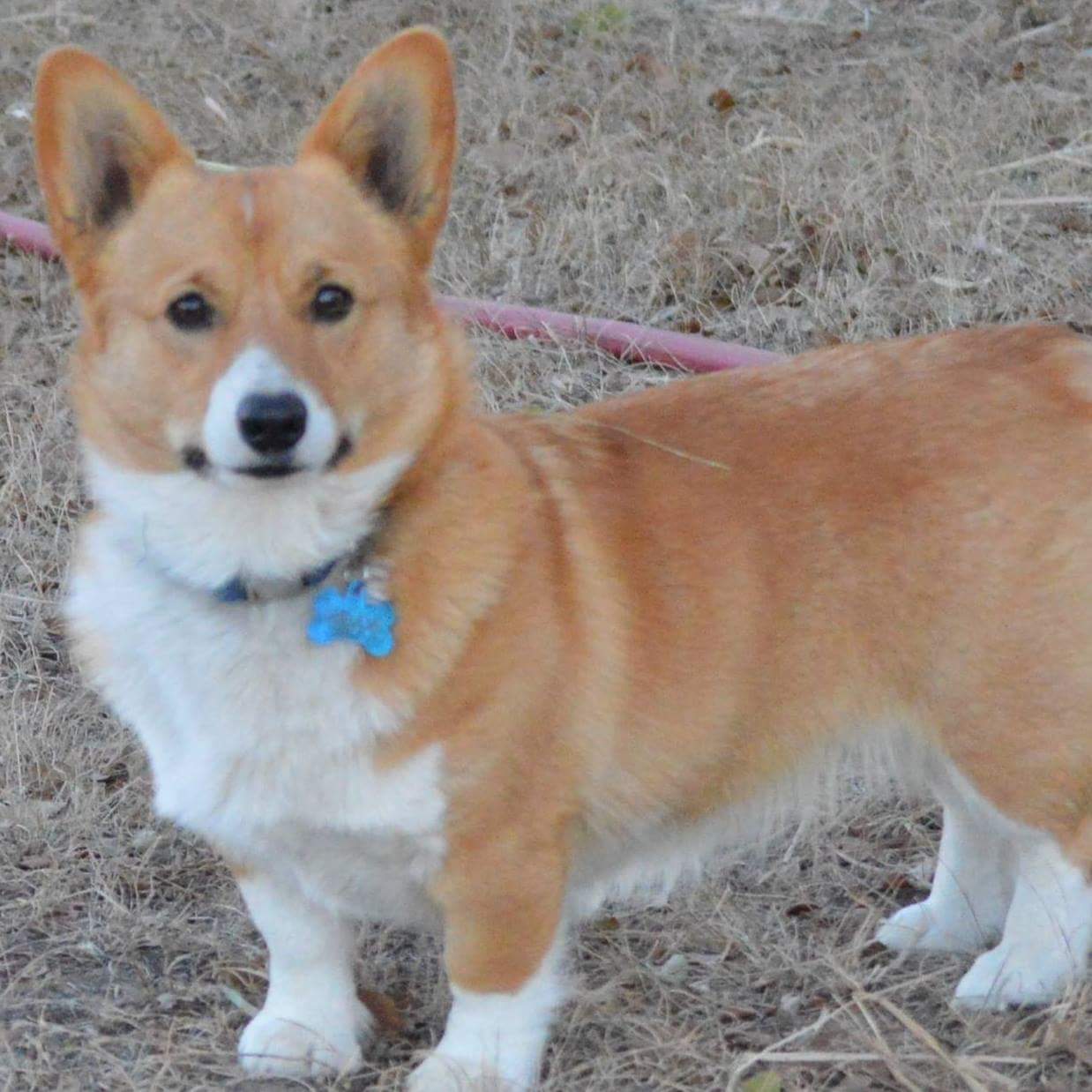 Smiling J Ranch Pembroke Welsh Corgi Picture