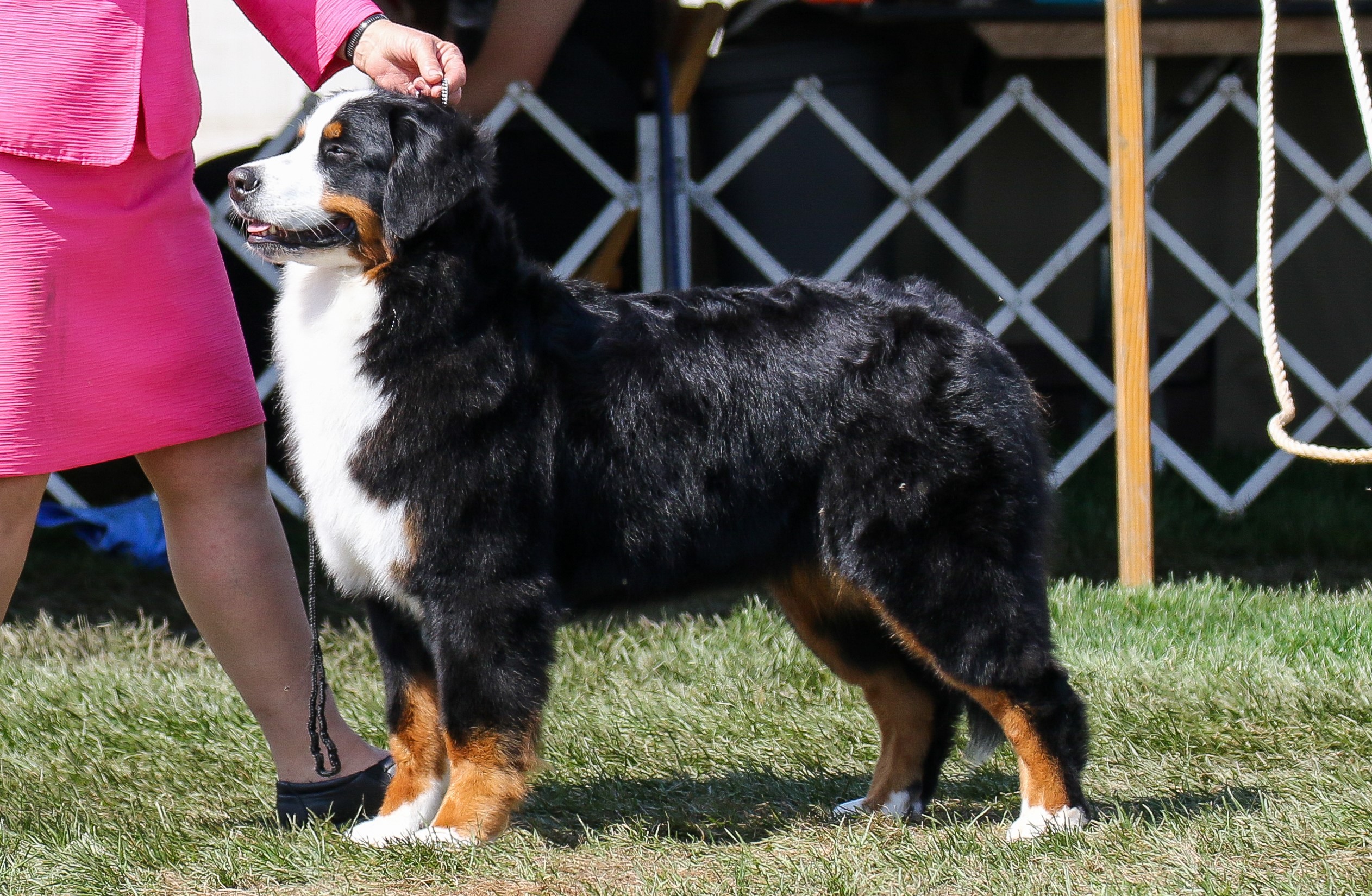 Devon\'s Berners Bernese Mountain Dog Picture