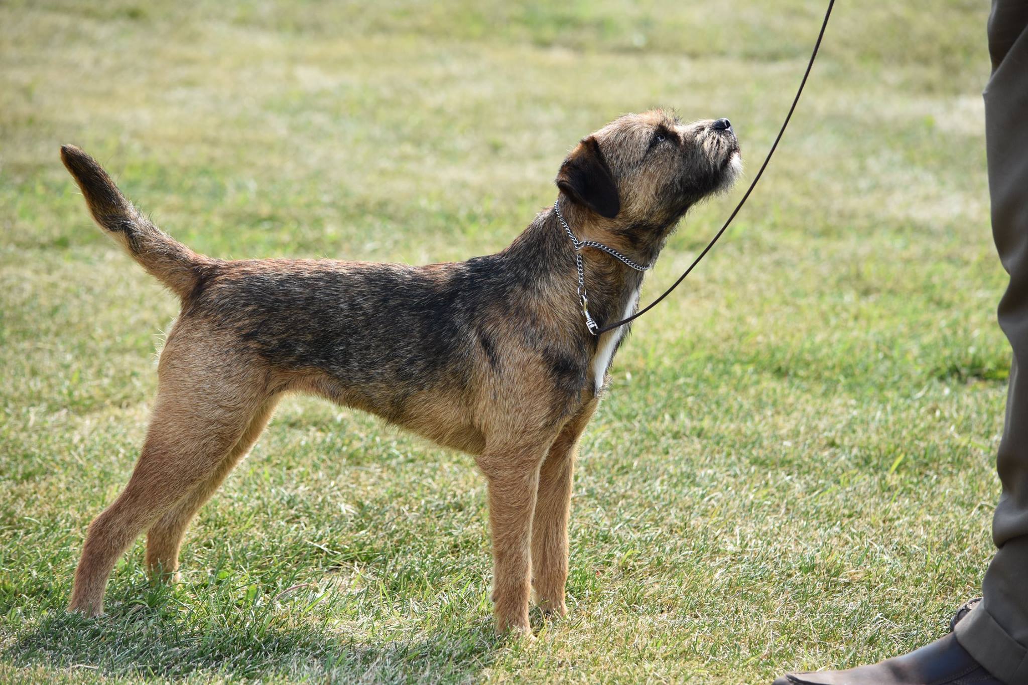 Border Terrier Picture