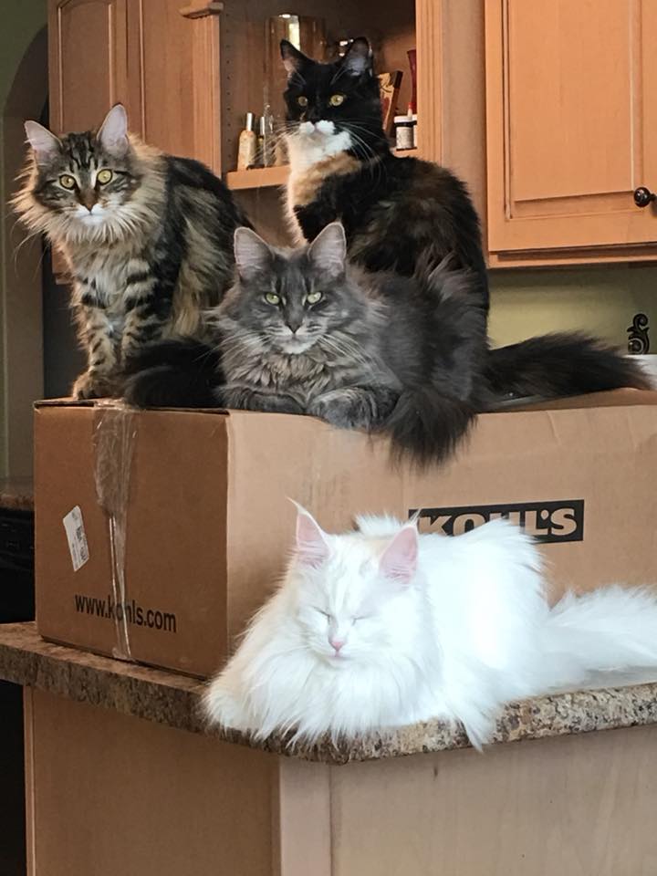 Maine Coon Picture