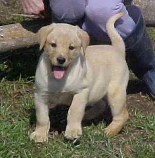 Labrador Retriever Picture