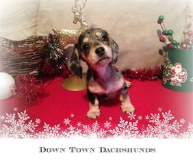 Down Town Dachshunds Dachshund (Toy, Miniature, Standard) Picture