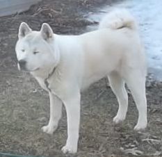 Akita Picture