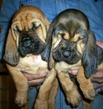 Bloodhound Bloodhound Picture