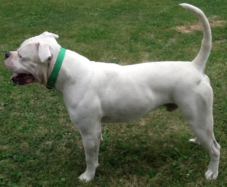 Rosebull Kennel American Bulldogs American Bulldog Picture