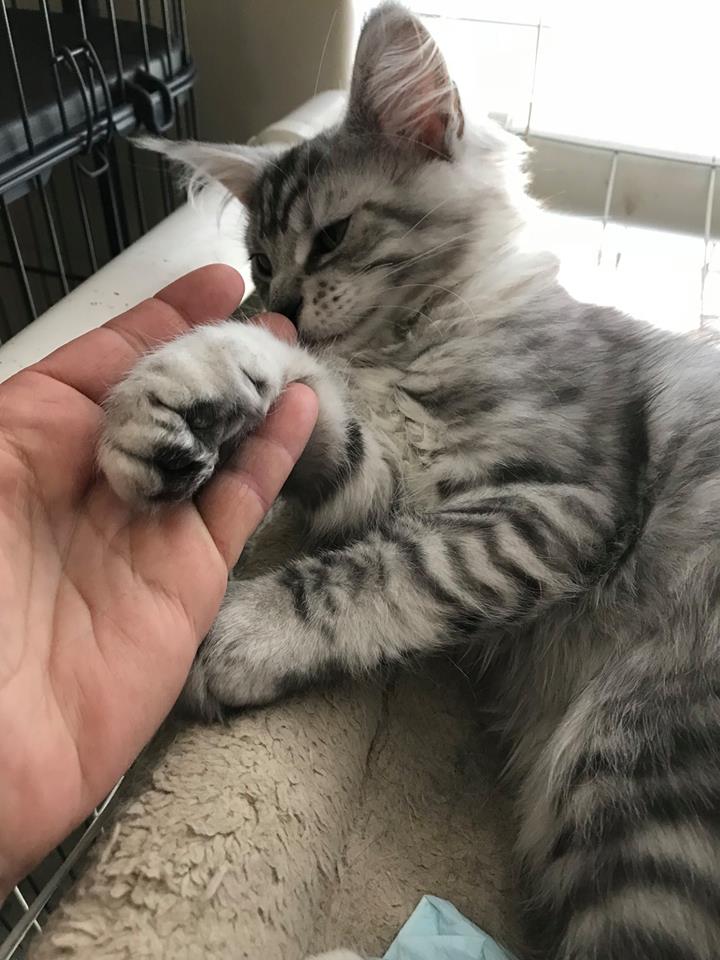 Whispurridge Cattery Maine Coon Picture