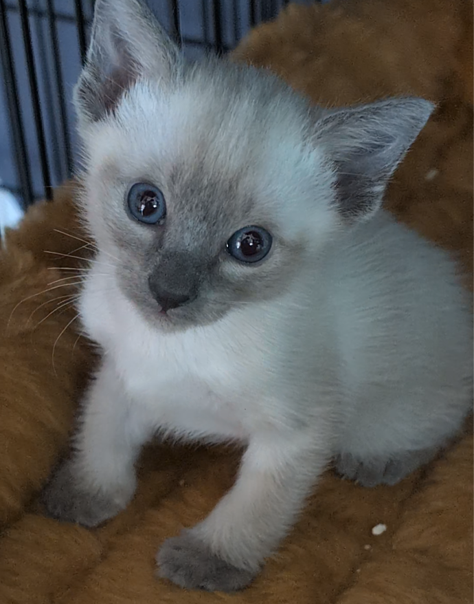 Sweet Siamese Siamese Picture