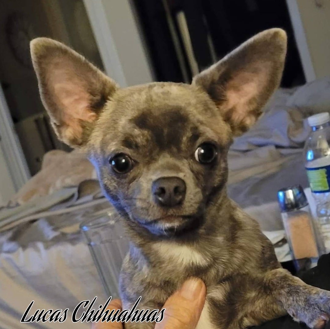 Lucas Chihuahuas Chihuahua Picture