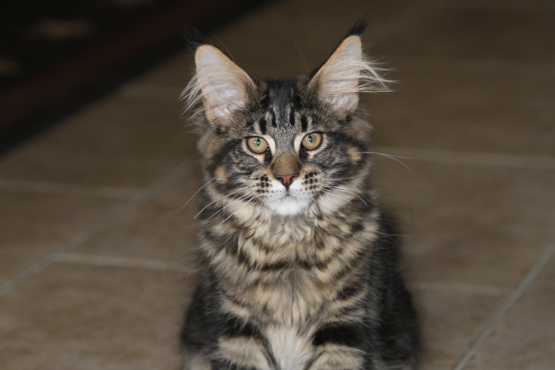 Whispurridge Cattery Maine Coon Picture