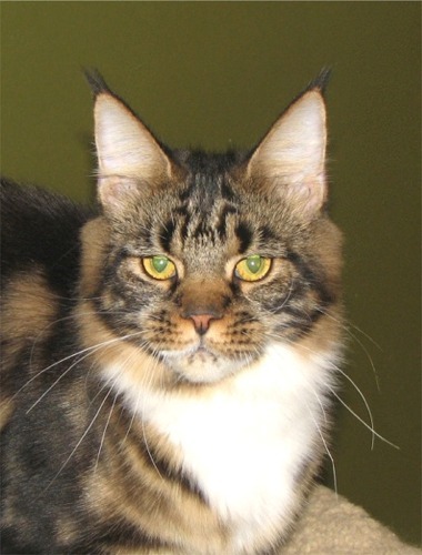 Maine Coon Picture