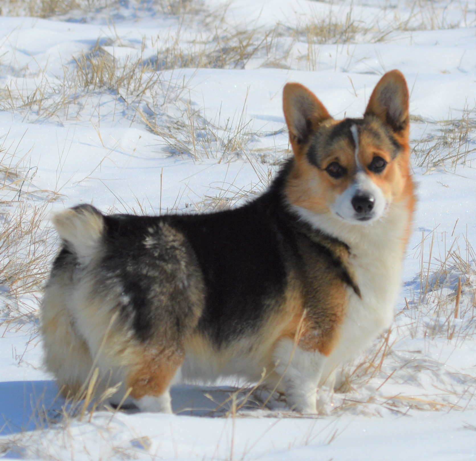 Smiling J Ranch Pembroke Welsh Corgi Picture