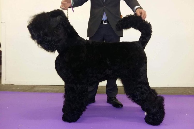 Black Russian Terrier Picture