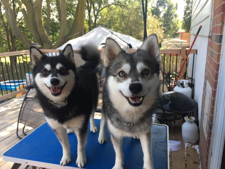 Alaskan Klee Kai Picture