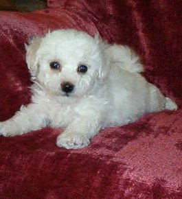 Bichon Frise Picture