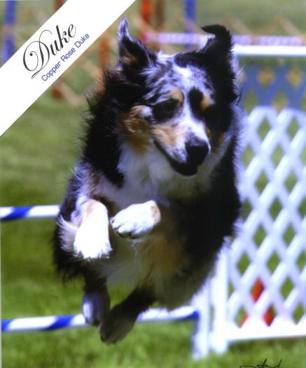 Australian Shepherd Picture