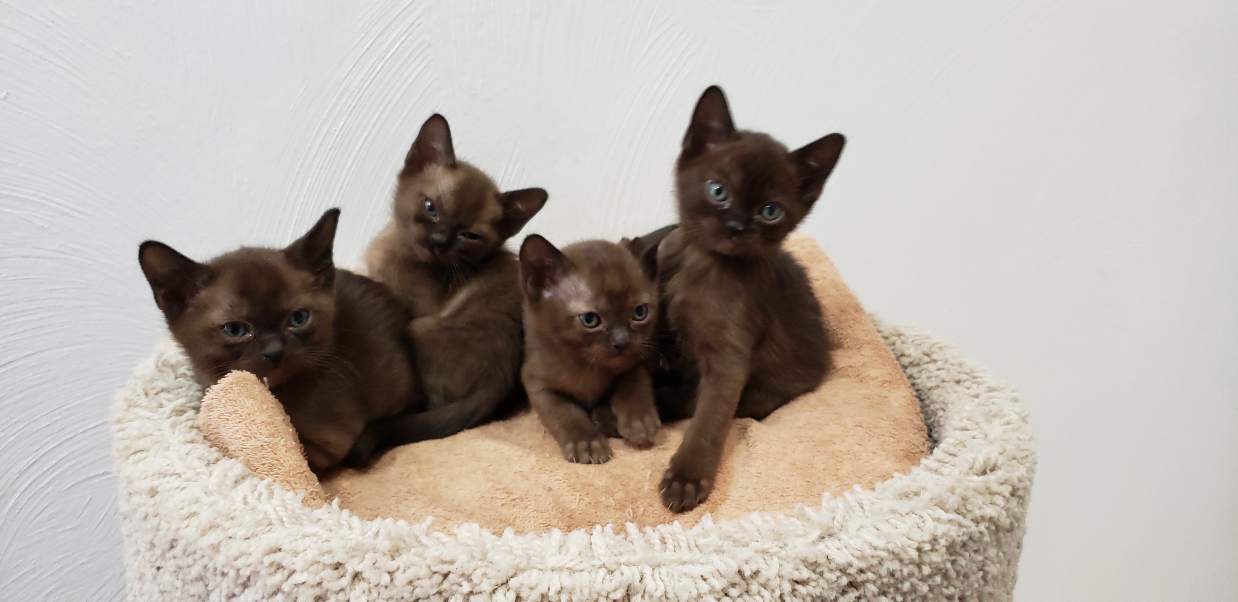 Rainbow Burmese Cattery Burmese Picture