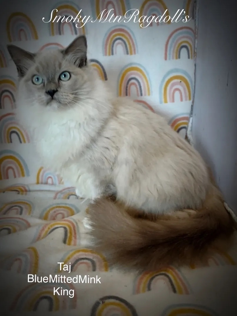 Ragdoll Picture