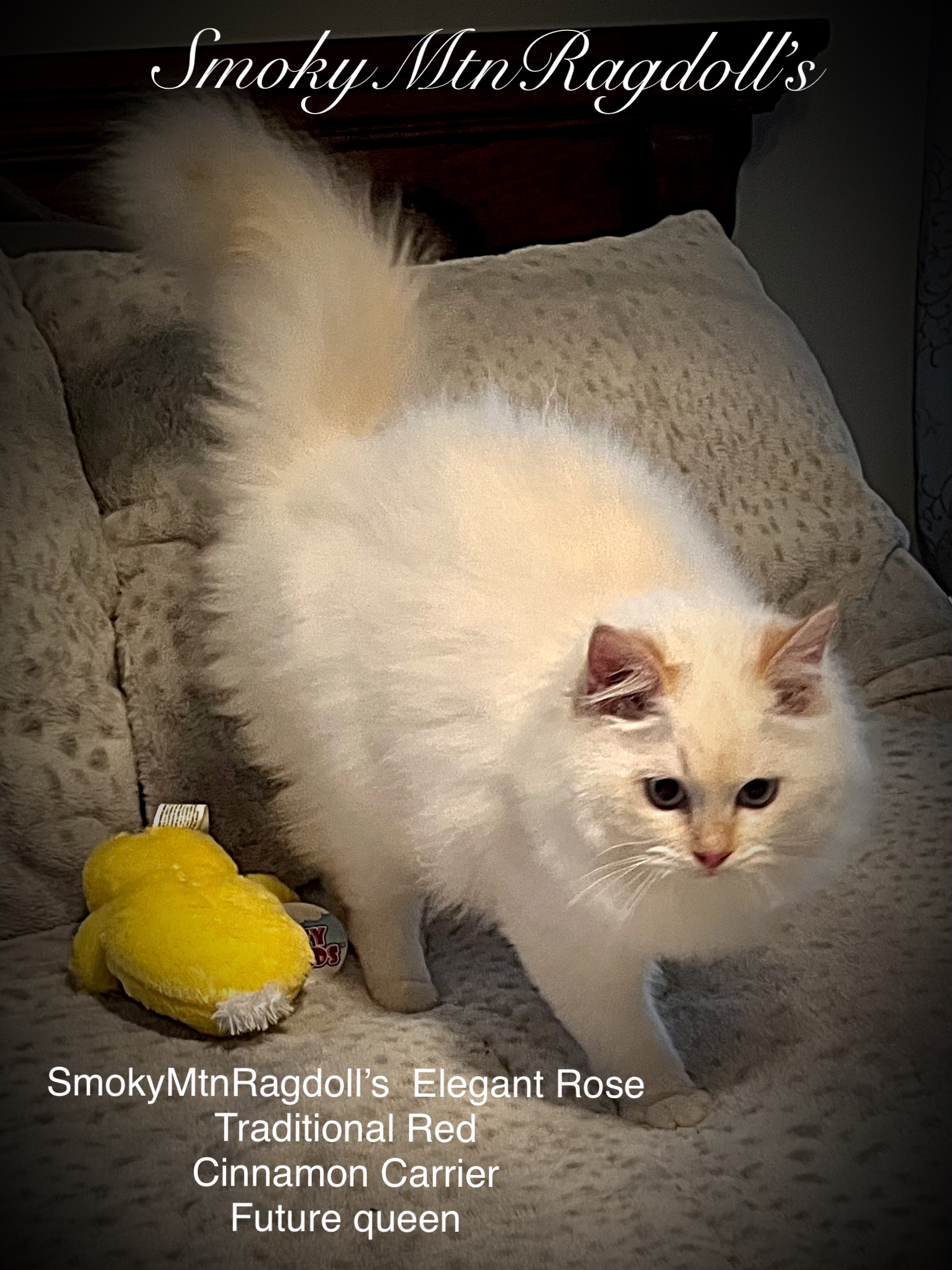 SmokyMtnRagdoll’s Ragdoll Picture