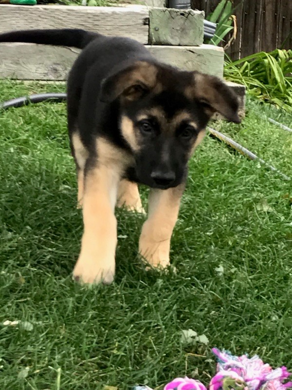 Hammitt Pups German Shepherd Picture