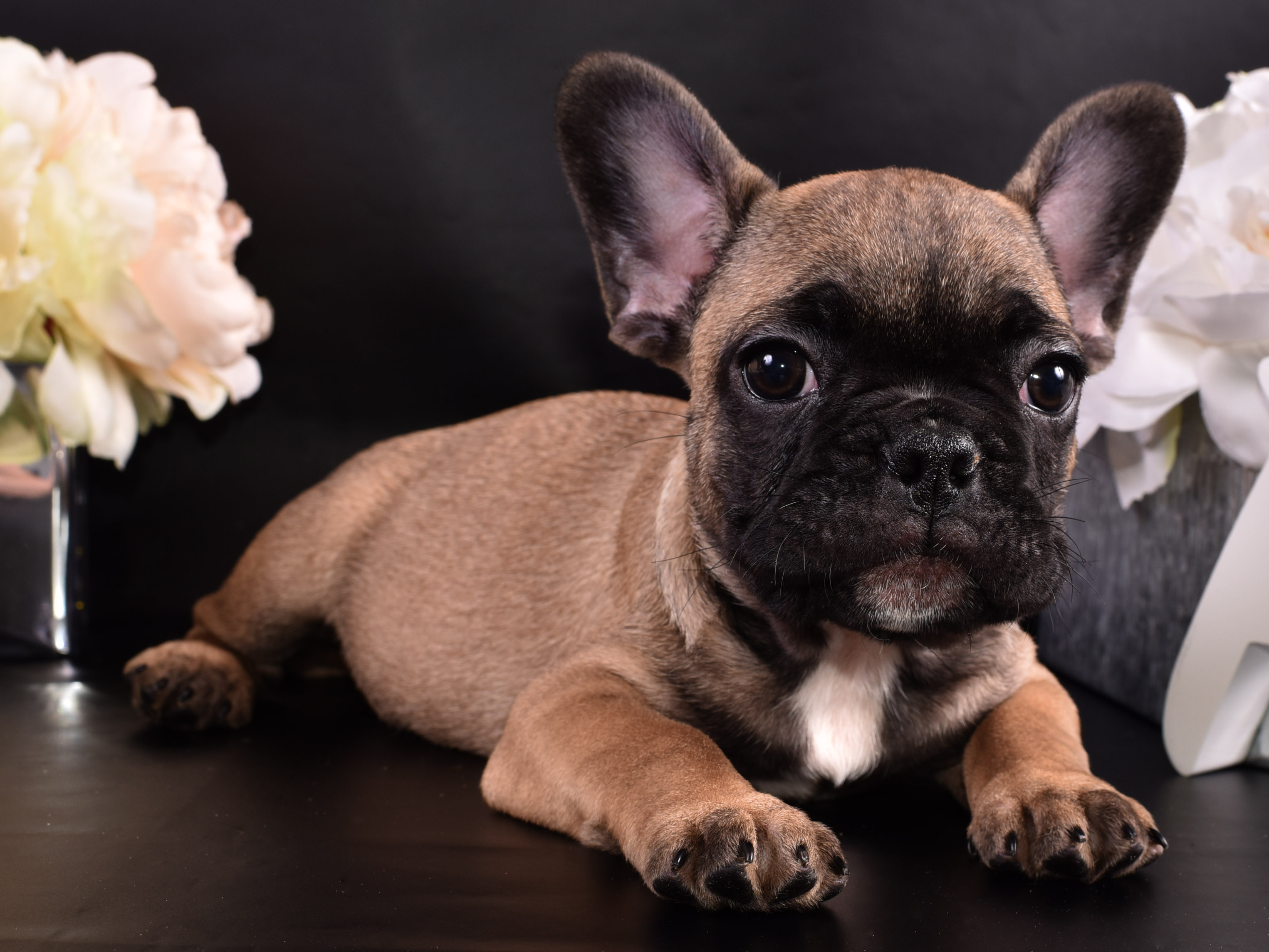 French Passion French Bulldog Picture