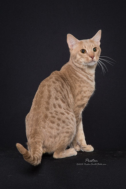 DreamSong Ocicat Picture