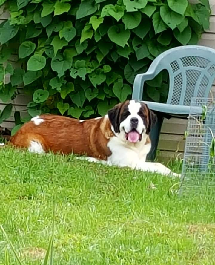 St. Bernard (Saint Bernard) Picture