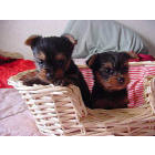 Bayside yorkies Yorkshire Terrier Picture