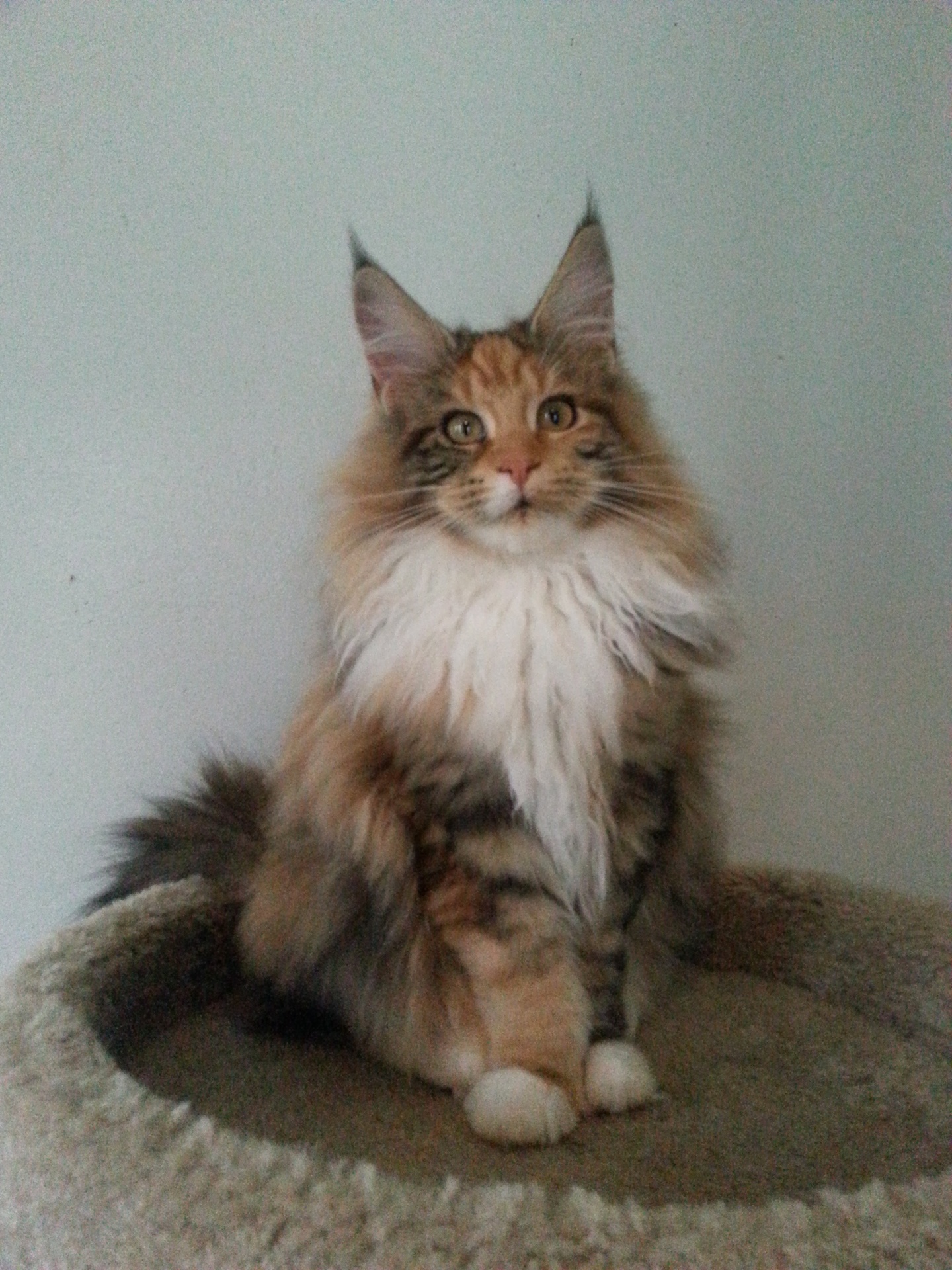 Amerikoons Maine Coons Maine Coon Picture