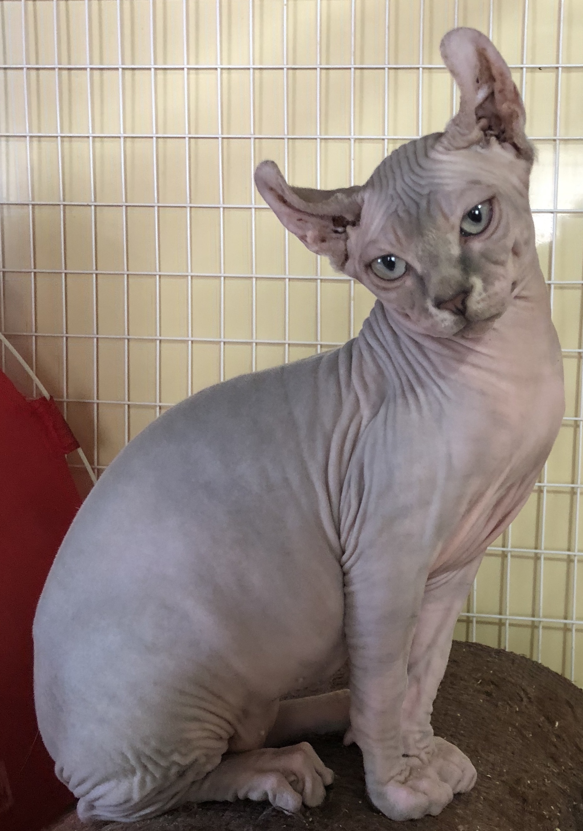 Triple F Sphynx and Bambino Cattery Sphynx Picture