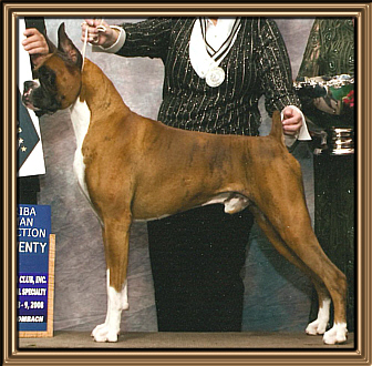 Boxer Picture