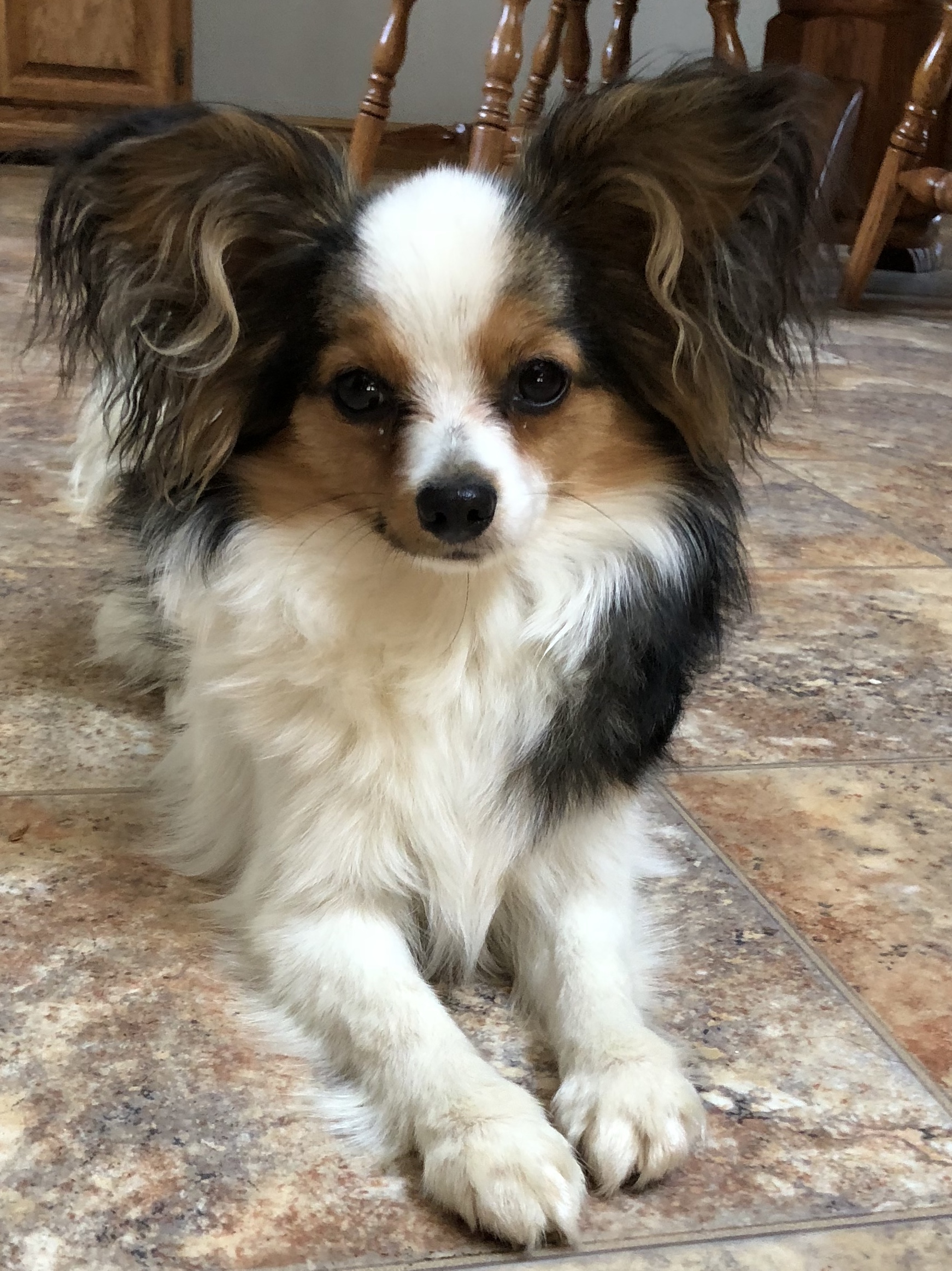 A Breed Apart Papillon Picture