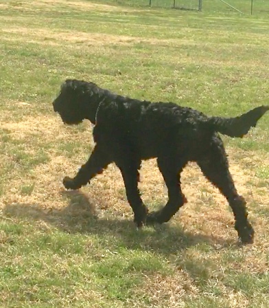 Black Russian Terrier Picture