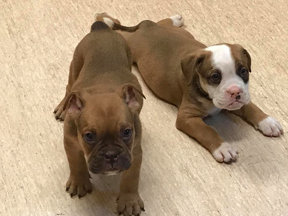 Willamette Valley Australian Bulldogs Australian Bulldog Picture