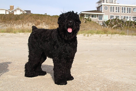 Black Russian Terrier Black Russian Terrier Picture