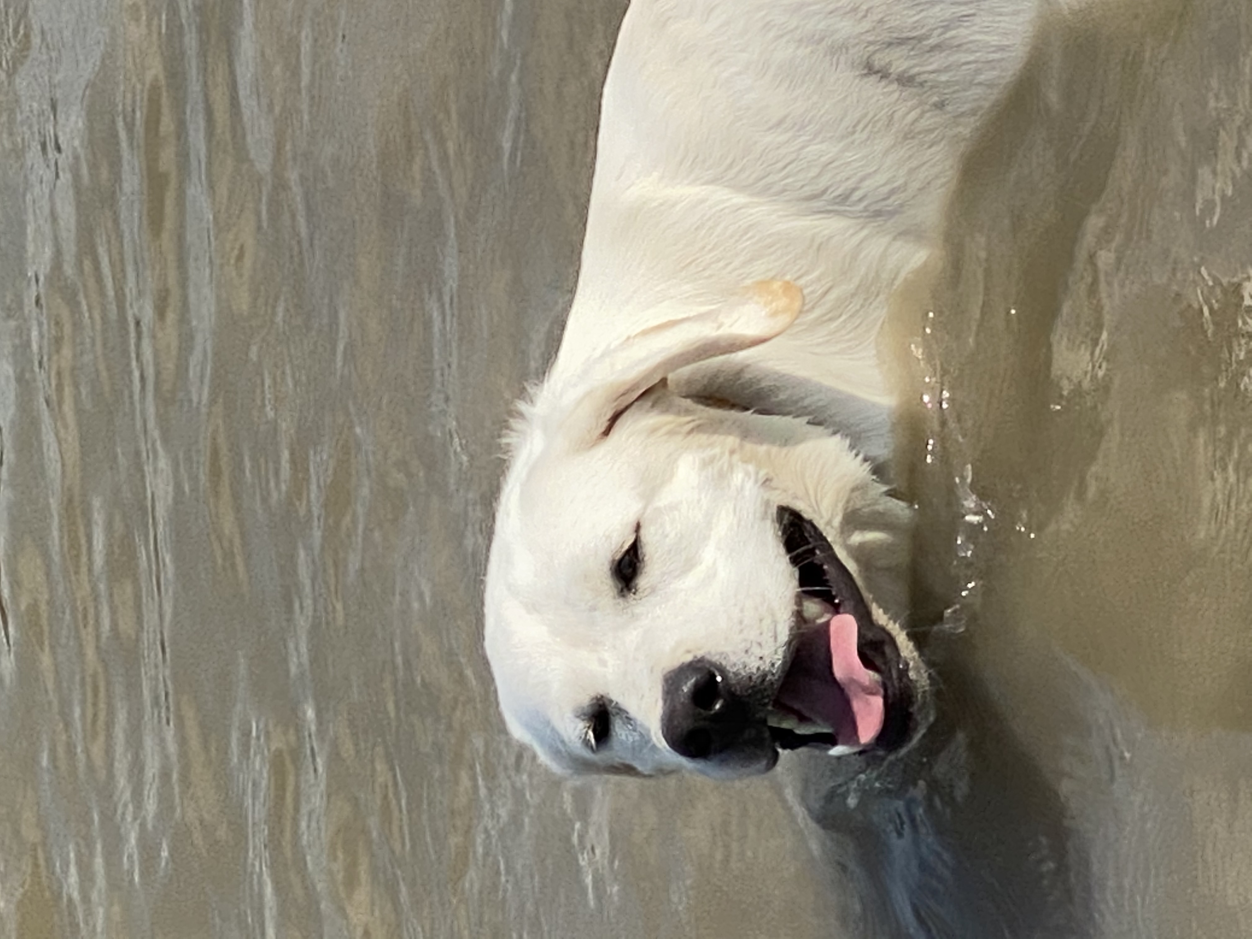 Martin Labradors of Houston Labrador Retriever Picture