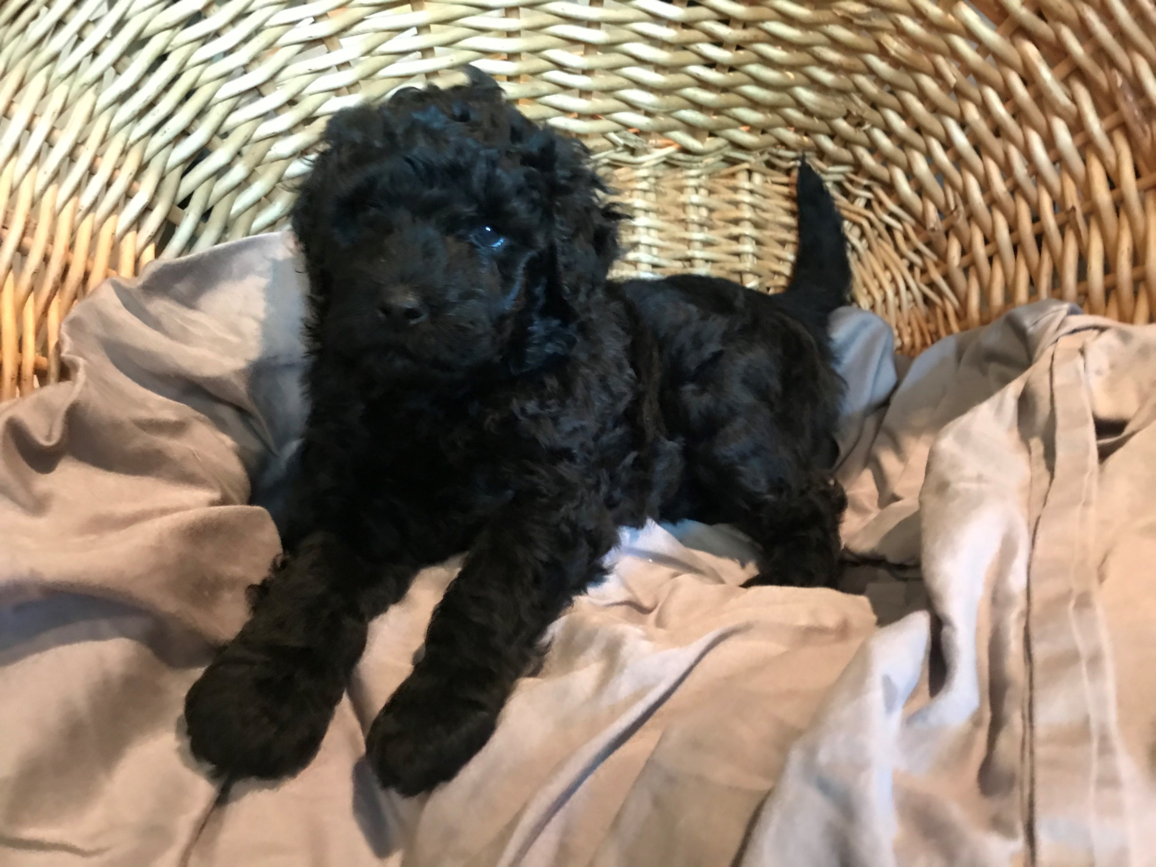 Portuguese Water Dog Picture