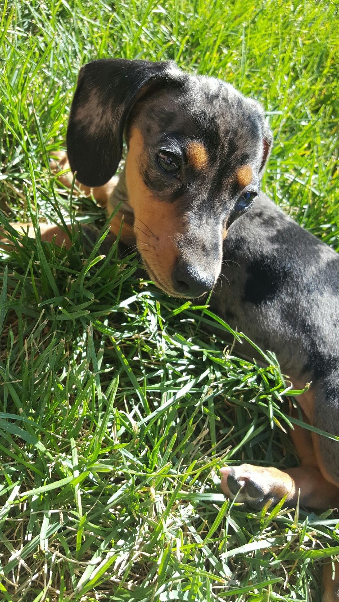 Dachshund (Toy, Miniature, Standard) Picture