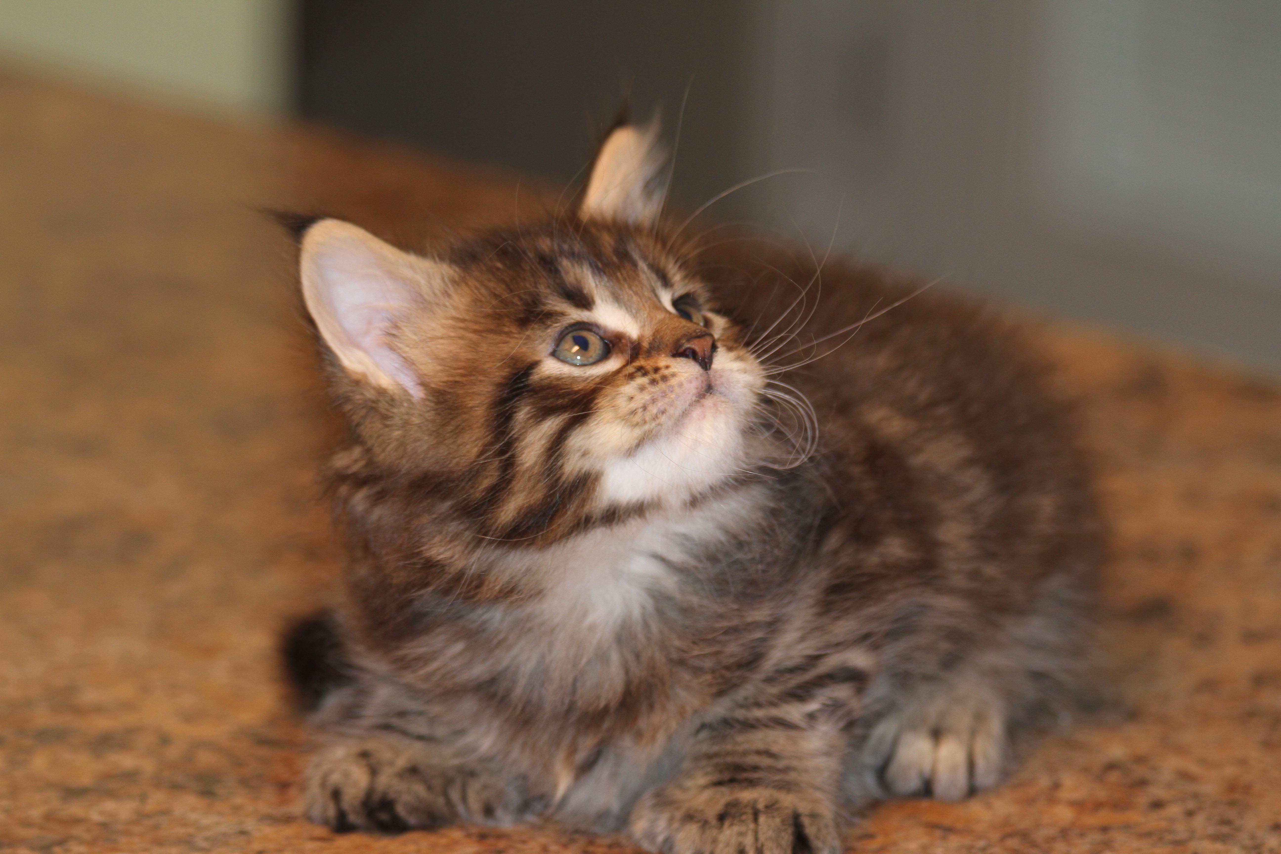 Whispurridge Cattery Maine Coon Picture