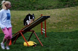 Cardigan Welsh Corgi Picture