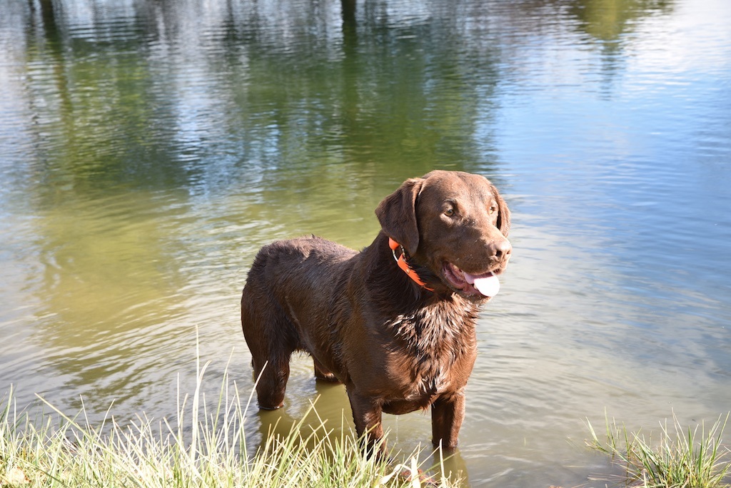 MOONLIGHTER LABRADORS Labrador Retriever Picture