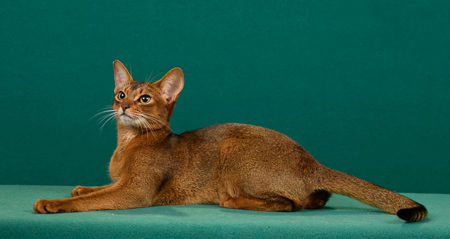 Prairieridge Tonkinese and Abyssinians Abyssinian Picture