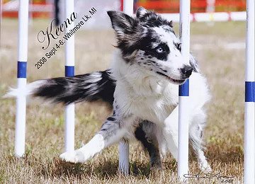 Border Collie Picture