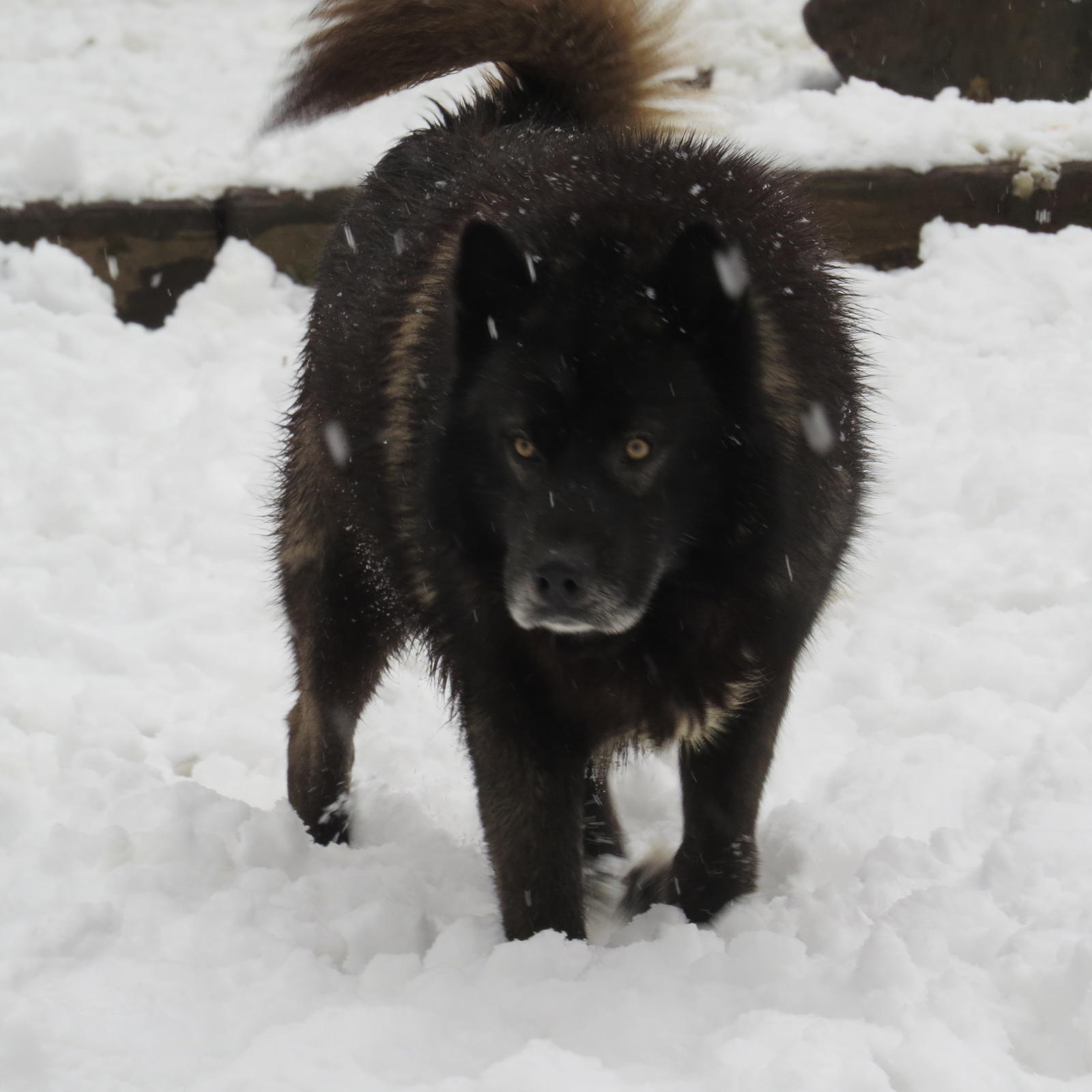 Siberian Husky Picture