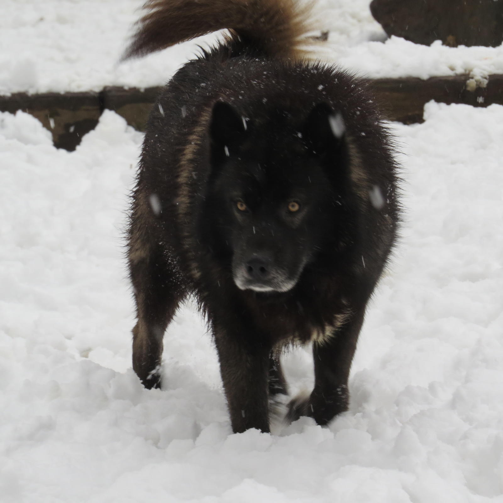 Chastains Huskies Siberian Husky Picture