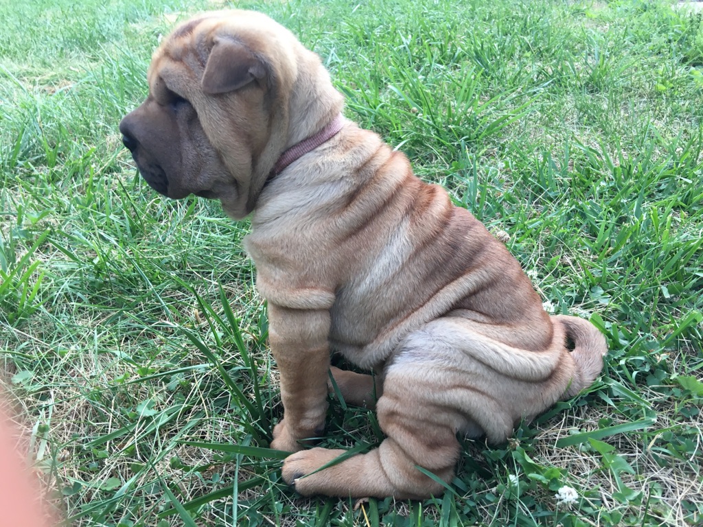 Chinese Shar-Pei Picture
