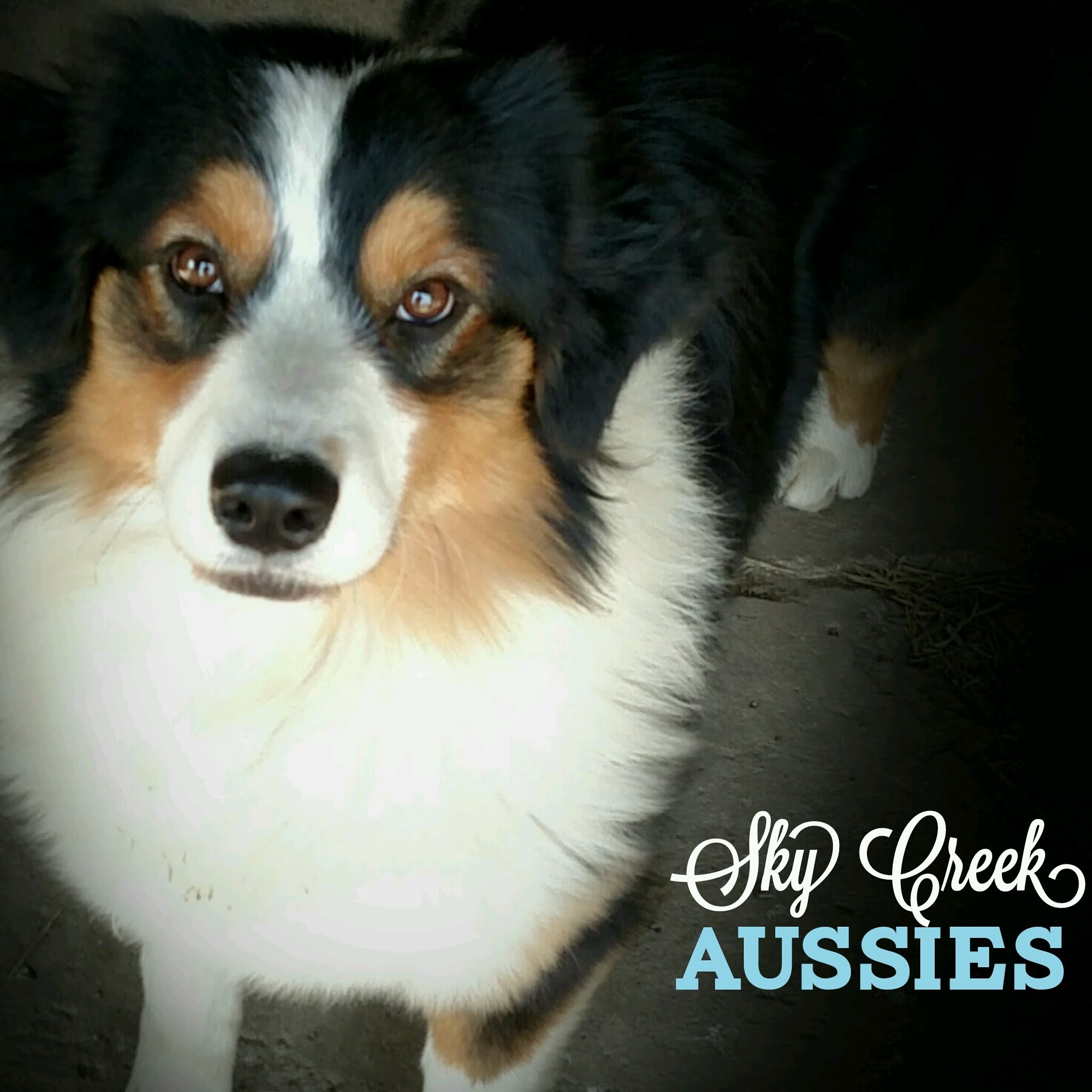 Sky Creek Aussies Australian Shepherd Picture