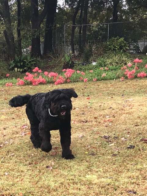 Black Russian Terrier Picture