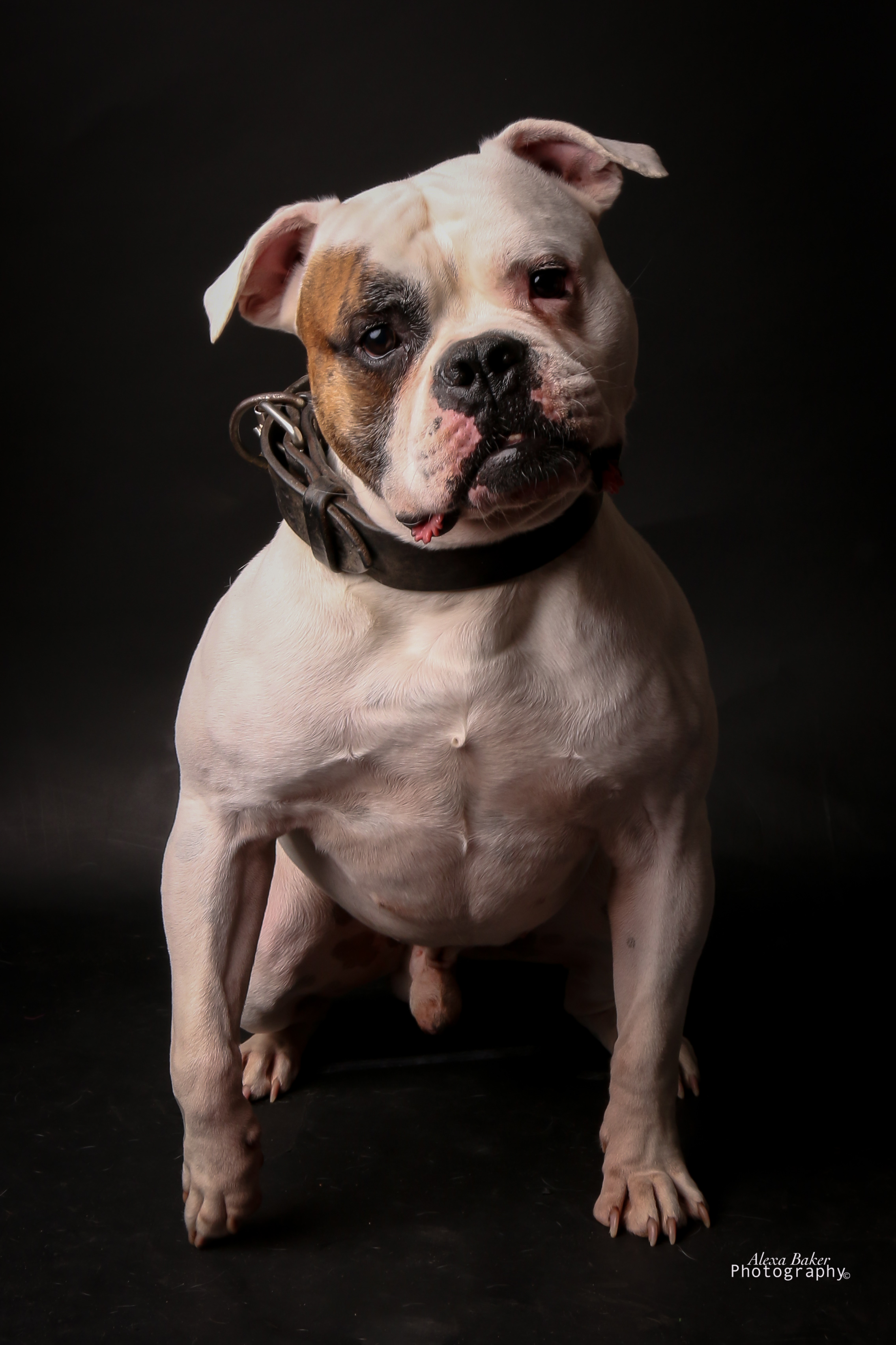 American Bulldog Picture