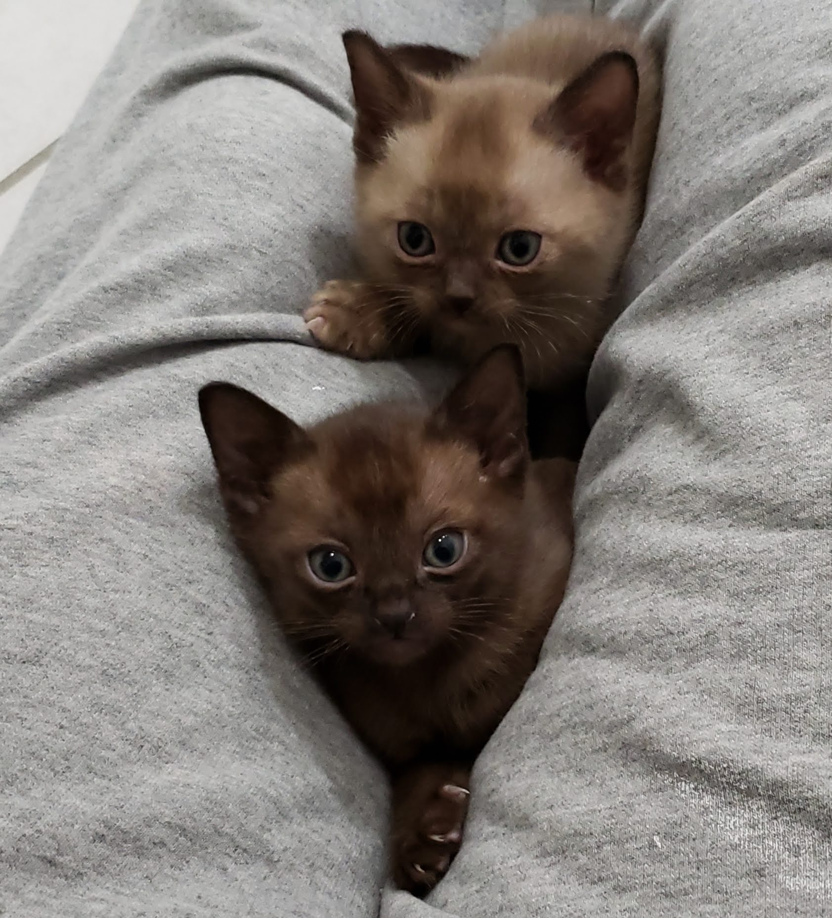 Rainbow Burmese Cattery Burmese Picture